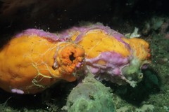 Halisarca australiensis
