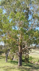 Eucalyptus nobilis