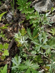Potentilla argentea