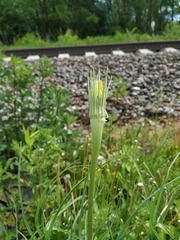 Tragopogon dubius