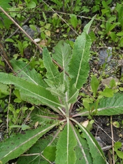 Verbascum lychnitis