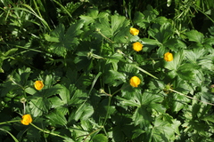 Ranunculus baidarae
