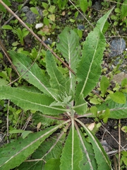 Verbascum lychnitis
