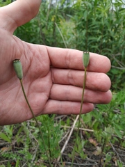 Papaver dubium stevenianum