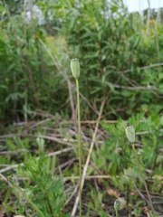Papaver dubium stevenianum