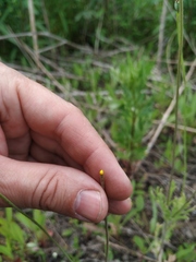 Papaver dubium stevenianum