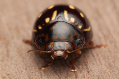 Paropsisterna anomala