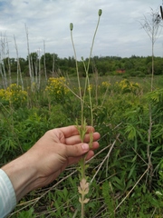 Papaver dubium stevenianum