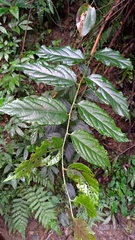 Rubus pyrifolius