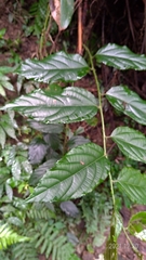 Rubus pyrifolius
