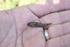 Hypseleotris bucephala