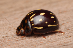 Paropsisterna anomala