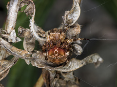 Araneus grossus