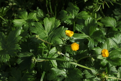 Ranunculus baidarae