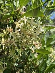 Pavetta gardeniifolia