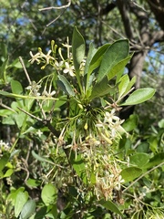 Pavetta gardeniifolia