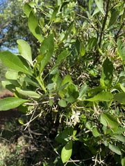 Pavetta gardeniifolia