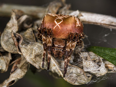 Araneus grossus