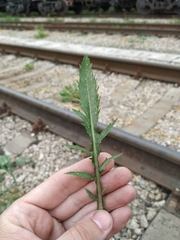 Rorippa × armoracioides