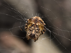 Araneus grossus