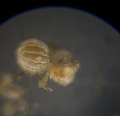 Favulina squamosa