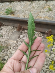 Rorippa × armoracioides