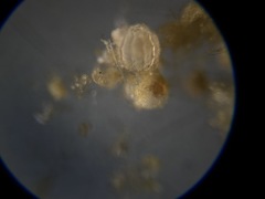 Favulina squamosa