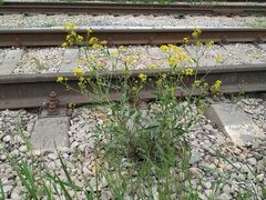 Rorippa × armoracioides