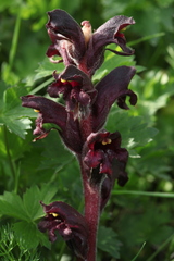 Orobanche gamosepala