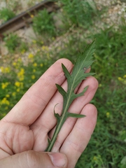 Rorippa × armoracioides