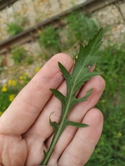 Rorippa × armoracioides