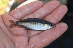 Melanotaenia splendida splendida