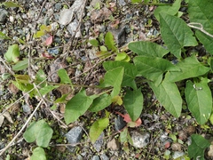 Convolvulus arvensis