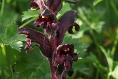 Orobanche gamosepala
