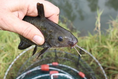 Black Catfish photo 3