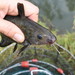 Black Catfish - Photo (c) Darren Fielder, some rights reserved (CC BY-NC), uploaded by Darren Fielder