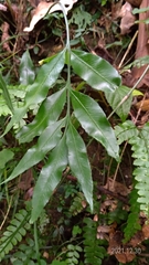 Asplenium formosae