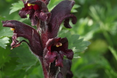 Orobanche gamosepala