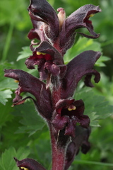 Orobanche gamosepala