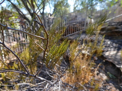 Senna artemisioides artemisioides