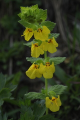 Rhynchocorys stricta