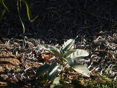 Solanum quadriloculatum