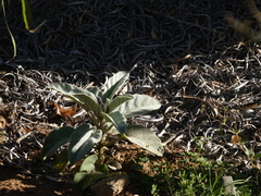 Solanum quadriloculatum
