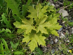 Acer platanoides