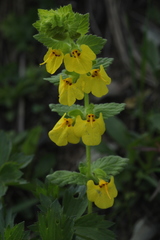 Rhynchocorys stricta