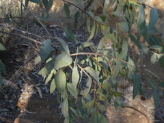 Santalum lanceolatum