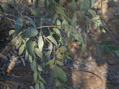 Santalum lanceolatum