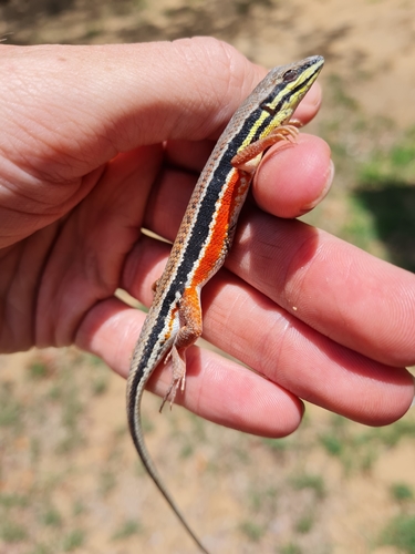 Cape Rough-scaled Lizard