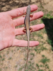Ichnotropis capensis