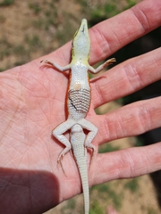 Ichnotropis capensis